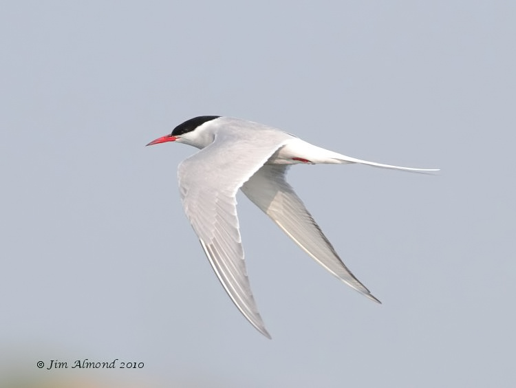 Arctic Tern flight Cemlyn Bay 22 5 10 IMG_0321